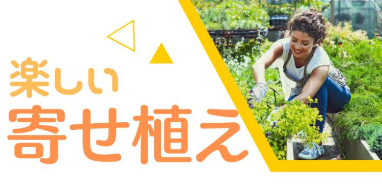 楽しい寄せ植え
